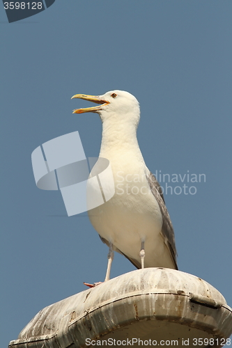 Image of caspian gull on electric pile