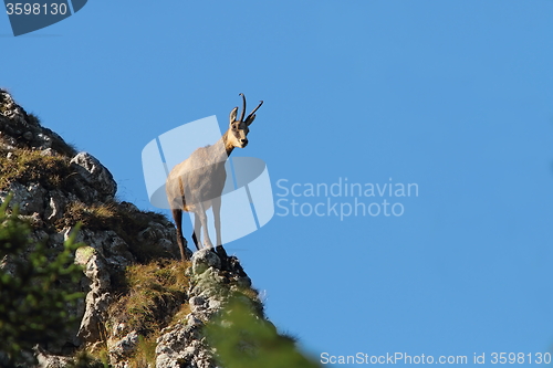 Image of chamois on top of  mountain ridge