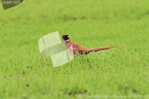 Image of male pheasant on green lawn