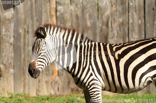 Image of zebra at the zoo