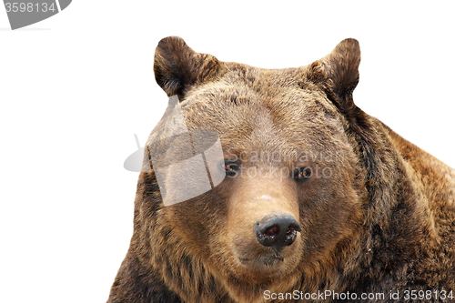 Image of big brown bear portrait over white