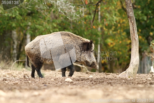Image of big wild boar walking in a glade