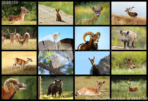 Image of collection of european wildlife