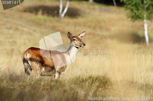 Image of red deer doe standing in a clearing