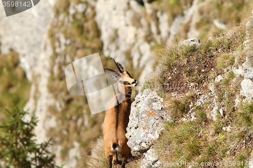 Image of rupicapra carpatica in ceahlau mountains