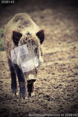 Image of big wild boar looking at camera