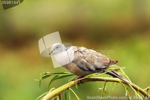 Image of turtledove on willow tree