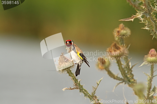 Image of goldfinch on thistle