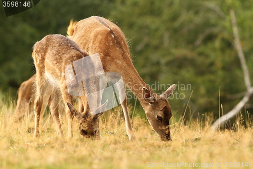 Image of fallow deers grazing in a clearing