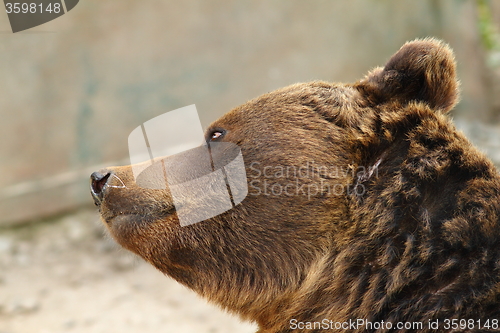 Image of european brown bear closeup