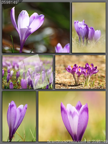 Image of spring postcard with wild flowers