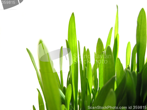 Image of Green grass on white