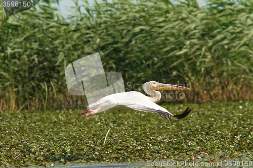 Image of great pelican in flight over marshes