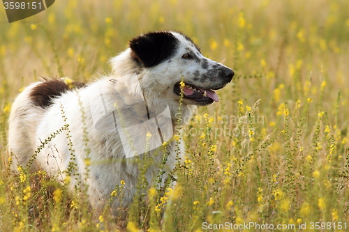 Image of romanian beautiful shepherd dog