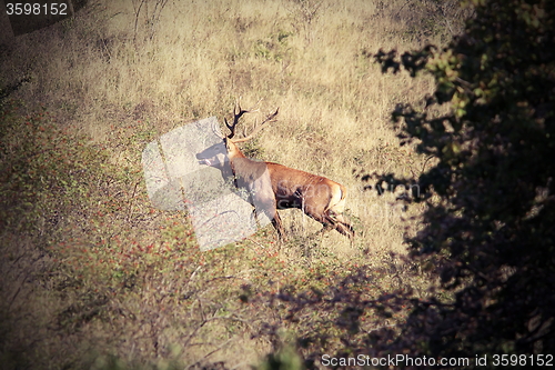 Image of beautiful wild red deer stag in carpathian mountains