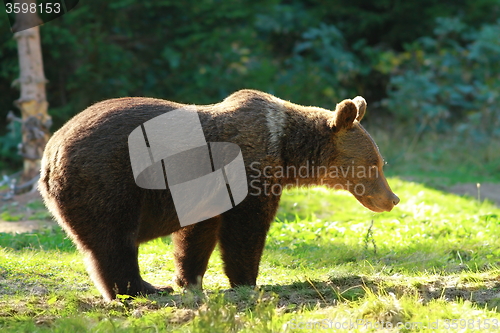 Image of funny wild bear in a glade
