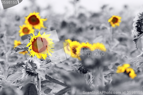 Image of sunflower field abstract view