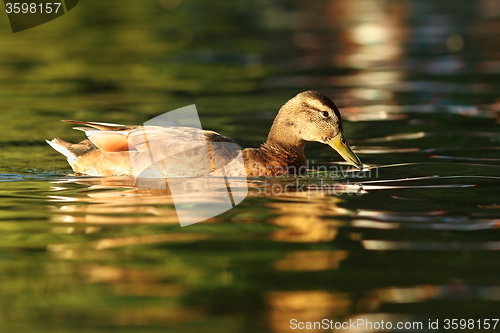 Image of female mallard duck on pond