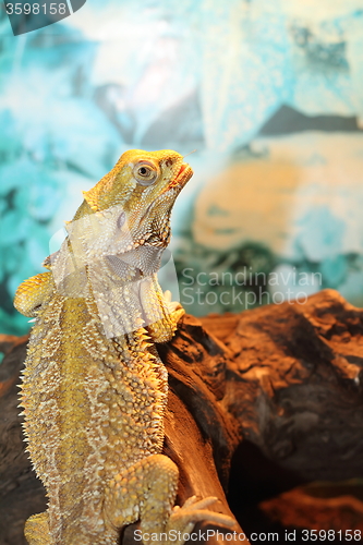 Image of bearded dragon