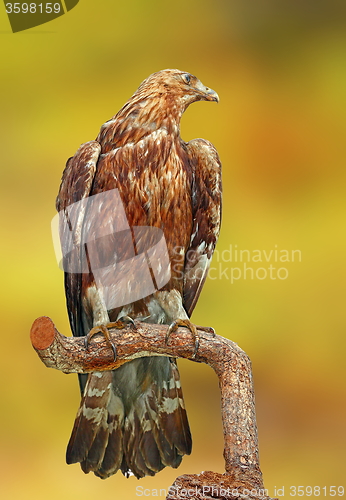 Image of golden eagle over green background