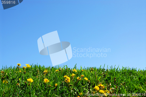 Image of Grass and sky background