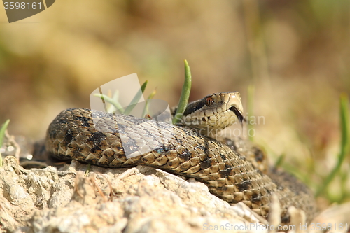 Image of detail of vipera ursinii rakosiensis in situ