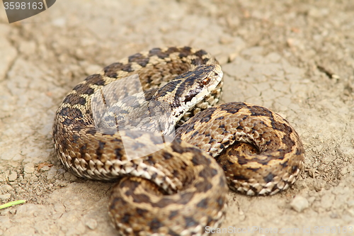 Image of hungarian meadow adder ready to strike