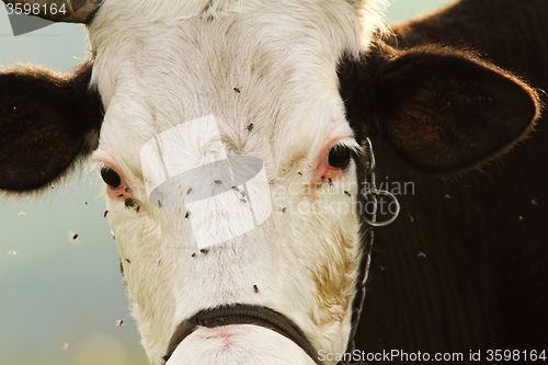 Image of portrait of holstein cow