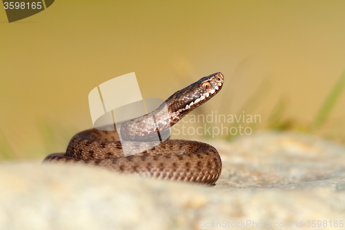 Image of beautiful reptile vipera berus