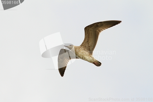 Image of juvenile caspian gull in flight