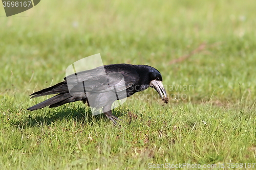 Image of rook foraging on lawn