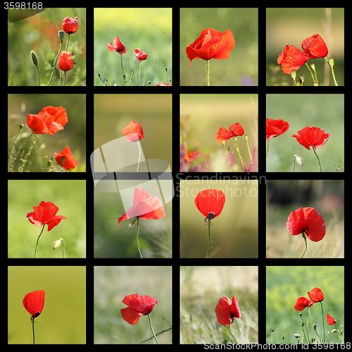 Image of collection of images with poppies