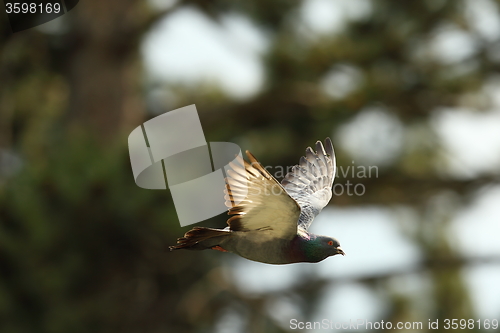 Image of feral pigeon in flight