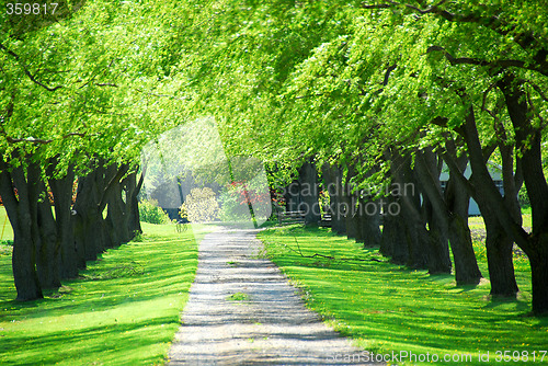 Image of Green tree lane