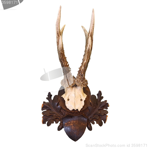 Image of roe deer hunting trophy