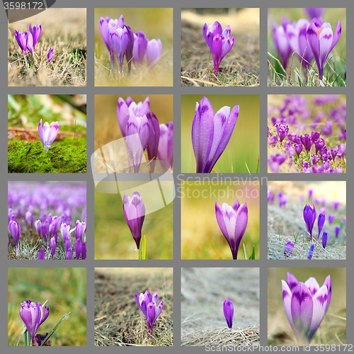 Image of collection of wild saffron images