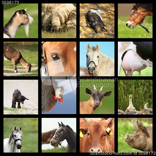 Image of collection of farm animals images