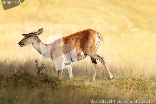 Image of red deer female on meadow