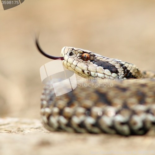 Image of macro image of a meadow viper