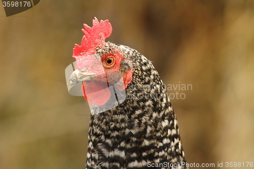 Image of mottled hen portrait