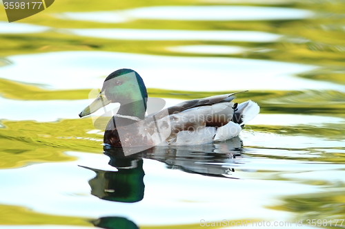 Image of male mallard duck on pond
