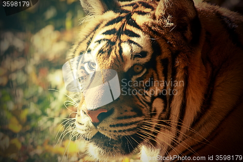 Image of vintage portrait of a tiger