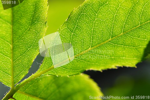 Image of Green leaf