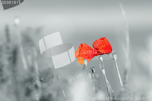 Image of abstract view of wild poppies