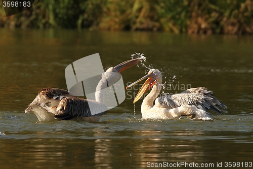 Image of two juvenile great pelicans splashing each other