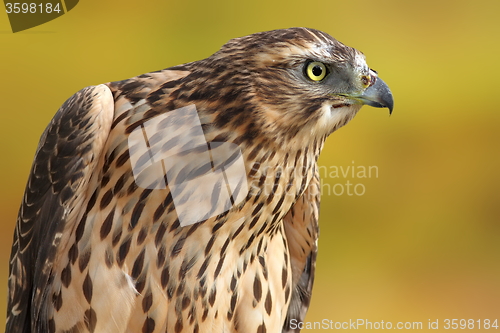 Image of accipiter nisus over out of focus background