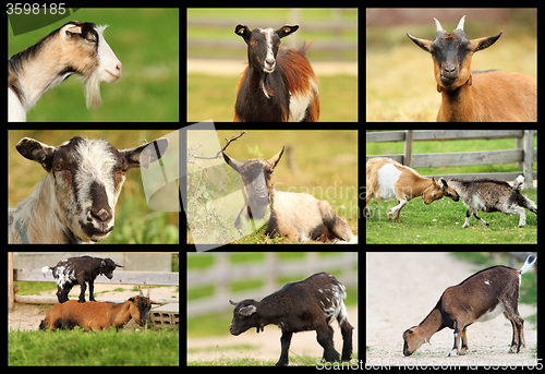 Image of collection of images with goats