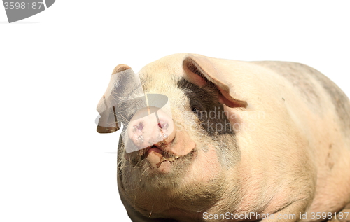 Image of big isolated sow portrait