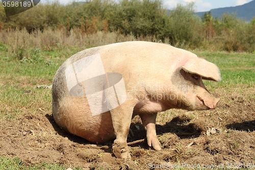 Image of huge sow standing on meadow near the farm