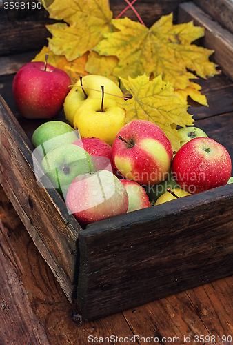 Image of Autumn apple in  rural style.